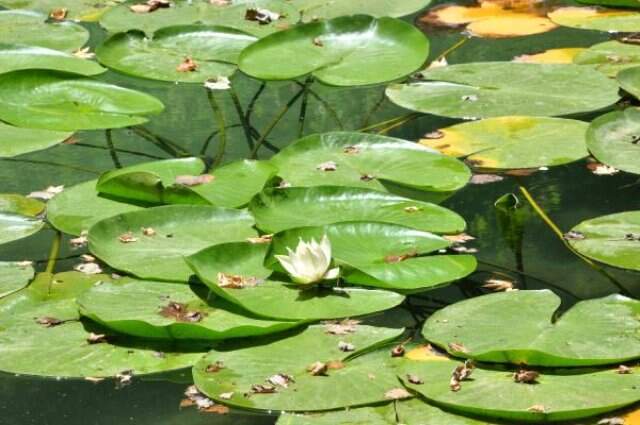 Nilüfer çiçeklerini koparanlara 82 bin TL ceza verilecek