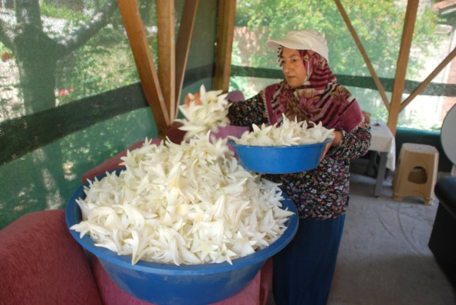 Hobi olarak Akzambak yetiştirmeye başladı, taleplere yetişemiyor