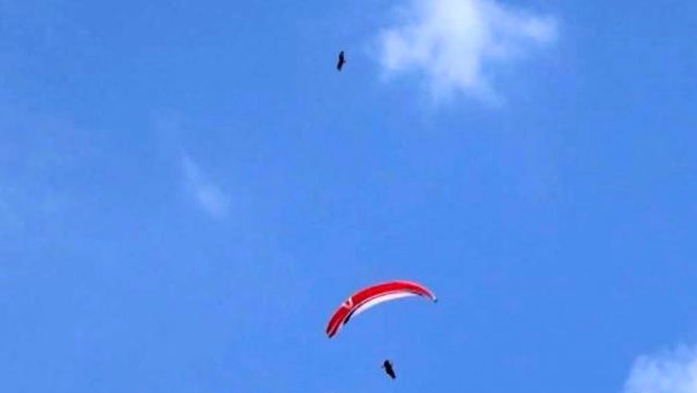 Yamaç paraşütçüsüne havada şahin saldırdı: O anlar kameraya yansıdı