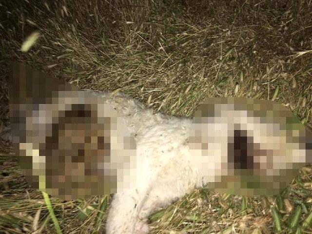 Yavru köpeği işkence yaparak öldüren cani,