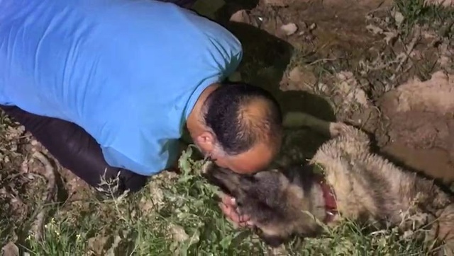Köpeğine araba çarptığını görünce gözyaşlarına boğuldu