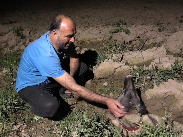 Köpeğine araba çarptığını görünce gözyaşlarına boğuldu