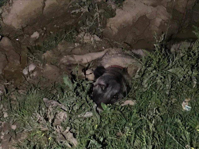 Köpeğine araba çarptığını görünce gözyaşlarına boğuldu