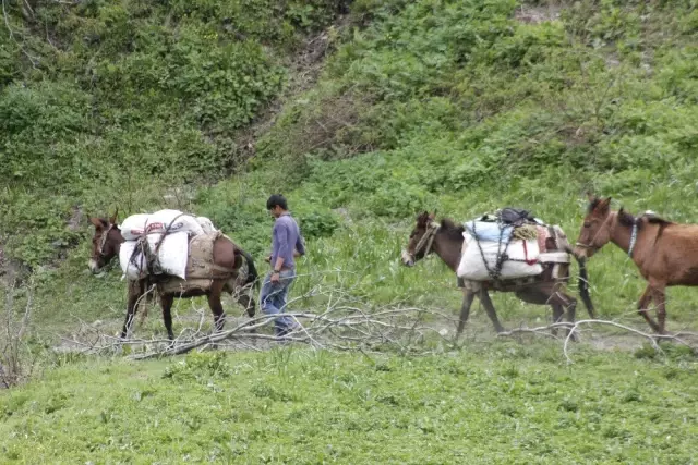 Kilosu etten pahalı, köylülerin geçim kaynağı oldu