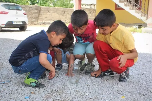 Van'da bir evi akrepler bastı! Her gün nöbet tutuyorlar