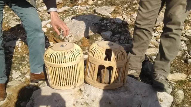 Kaçak keklik avında yakalanınca uyuyor numarası yaptı