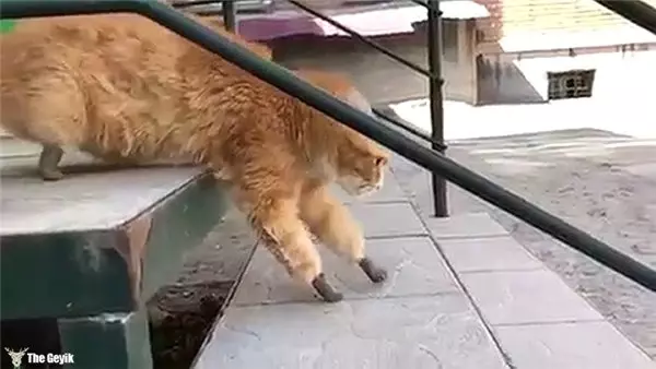 Patilerini Kaybeden Kedi Yapay Patilerle Hayata Döndü