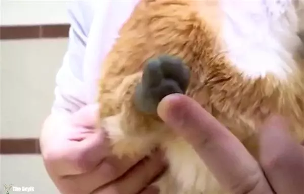 Patilerini Kaybeden Kedi Yapay Patilerle Hayata Döndü