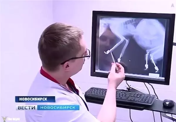 Patilerini Kaybeden Kedi Yapay Patilerle Hayata Döndü