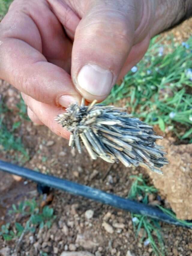 Çiftçilerin başı dertte! Bitki kökü sandılar 'mantolu böcek' çıktı Çiftçilerin başı dertte! Bitki kökü sandılar gerçek bambaşka çıktı