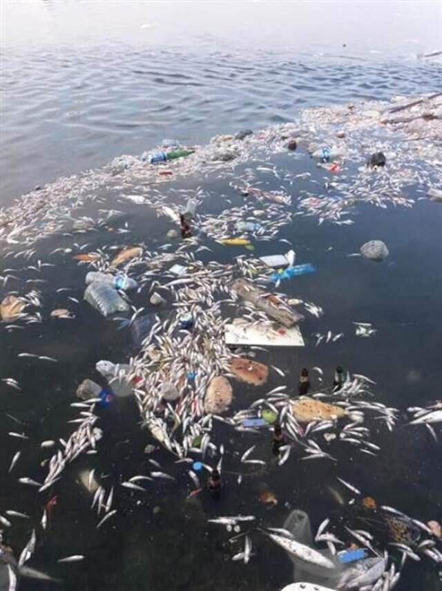 Küçükçekmece Gölü'nde tedirgin eden görüntüyle ilgili kritik uyarı!