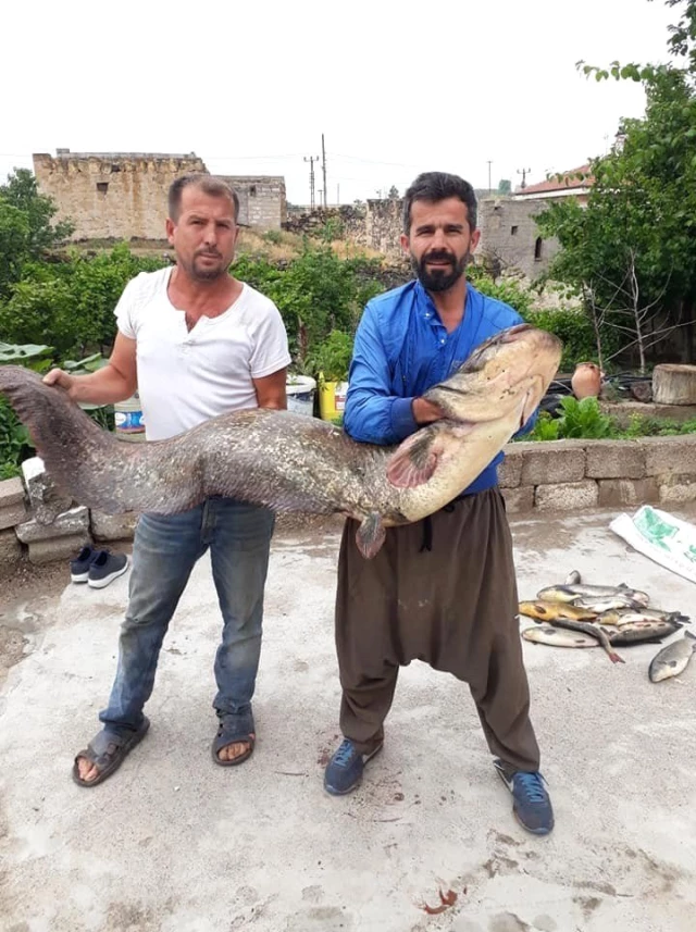 Kızılırmak'ta tam 2 metre boyunda yayın balığı tuttular