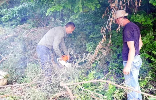 Anne ayı, orman işçilerini 'rehin' aldı