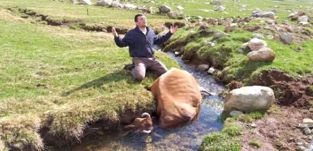 Telef olan ineğine ağlayan çiftçiye Haluk Leven'ten yardım eli