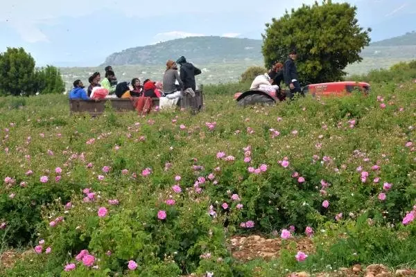 Isparta'da üretilen güllerden yapılan yılın ilk gül yağı, kilosu 9 bin eurodan satıldı