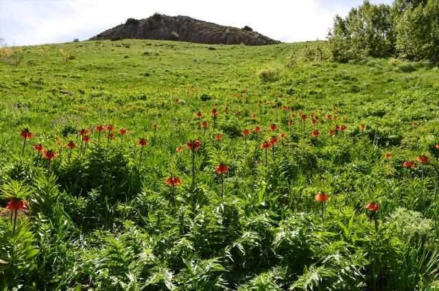 Tunceli'de ters laleler jandarma korumasında