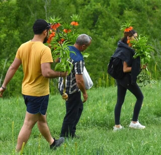 Tunceli'de ters laleler jandarma korumasında