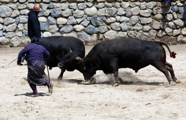 Boğa güreşlerinde onu hakemler bile arenadan uzaklaştıramadı