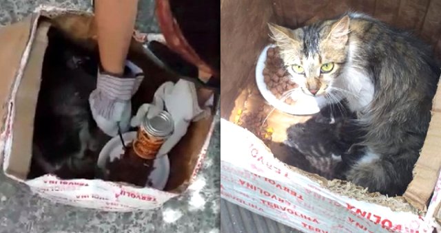 Kedi ve yavruları, ağzı telle bağlı kolide ölüme terk edildi