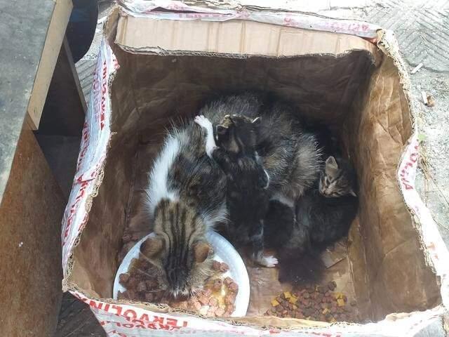 Kedi ve yavruları, ağzı telle bağlı kolide ölüme terk edildi