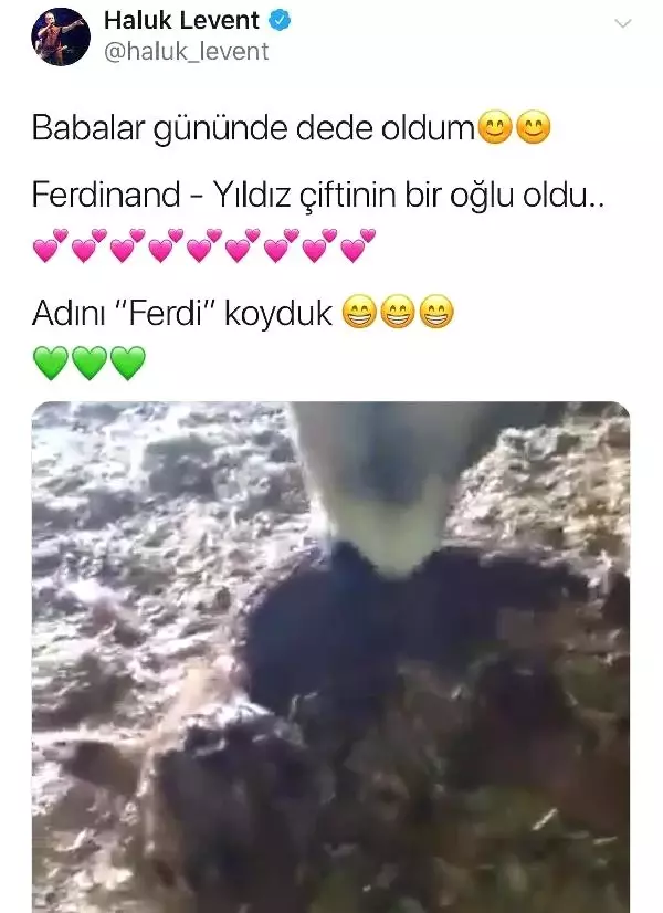 Haluk Levent'in destek olduğu fenomen boğa Ferdinand, baba oldu