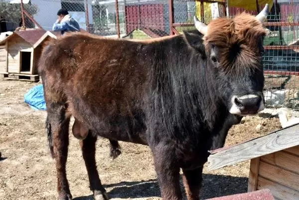 Haluk Levent'in destek olduğu fenomen boğa Ferdinand, baba oldu