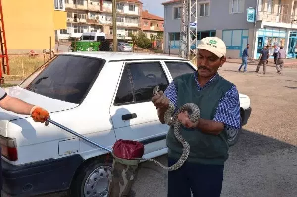 Herkes korku içinde izledi! Otomobile giren yılanı elleriyle çıkardı