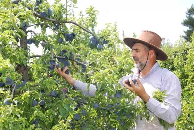 Hobi olarak başladığı Japon eriğinden 120 ton ürün elde etti