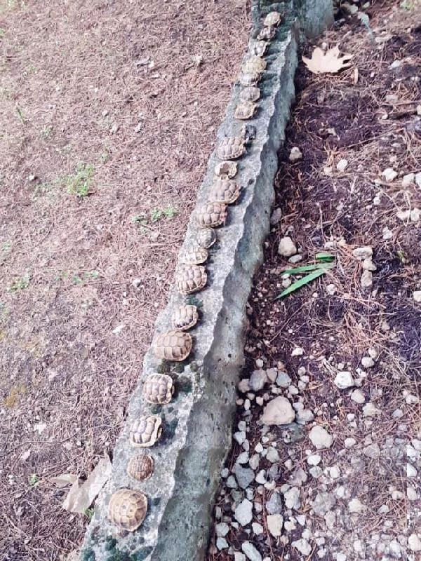 Mezarlıkta esrarengiz olay! 23 kaplumbağa ölüsü betona dizili halde bulundu
