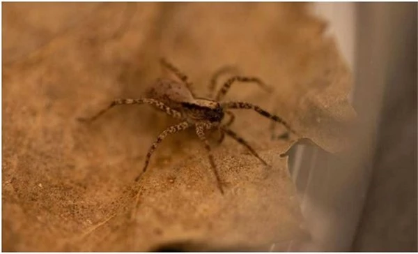 Yeni Bir Araştırmaya Göre Erkek Örümcekler, Aşk İçin Hayatlarını Tehlikeye Atıyor
