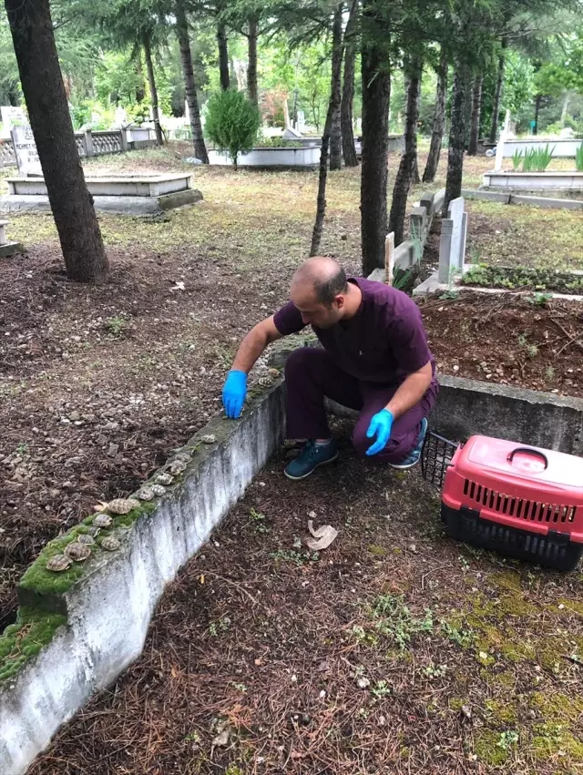 Mezarlıkta 30 kaplumbağa ölüsü yan yana bulunmuştu! Nedeni belli oldu