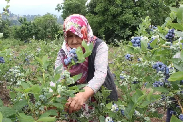 7 yıl önce yaban mersini bahçesi kurmuştu! Şu an 1 dönümünden 80 bin lira kazanıyor