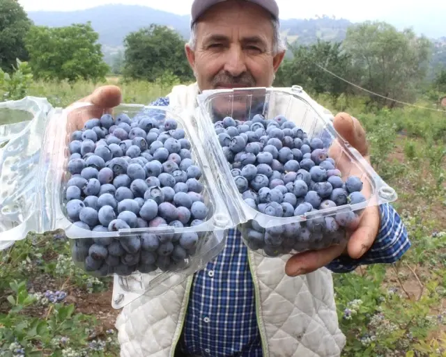 7 yıl önce yaban mersini bahçesi kurmuştu! Şu an 1 dönümünden 80 bin lira kazanıyor