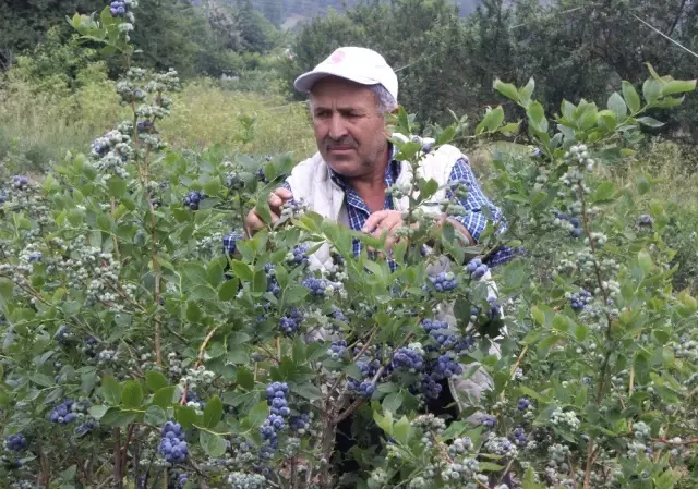 7 yıl önce yaban mersini bahçesi kurmuştu! Şu an 1 dönümünden 80 bin lira kazanıyor