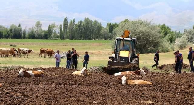 Erzincan'da şaşkına çeviren görüntü! İnekleri tarlada bu halde buldular