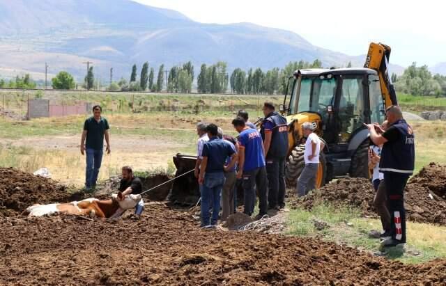 Erzincan'da şaşkına çeviren görüntü! İnekleri tarlada bu halde buldular