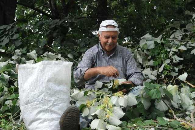 Ihlamur ormanlarında hasat başladı! Bu yıl kilosu 80 lira olacak