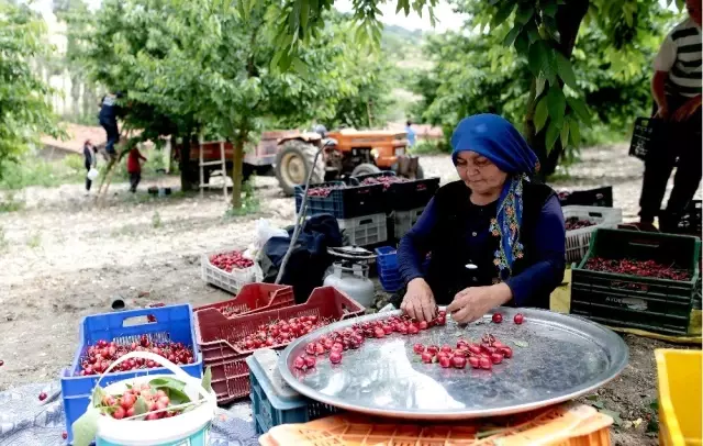 Türkiye'nin en kaliteli kirazını yetiştiriyorlar, tek şikayetleri para kazanamamak