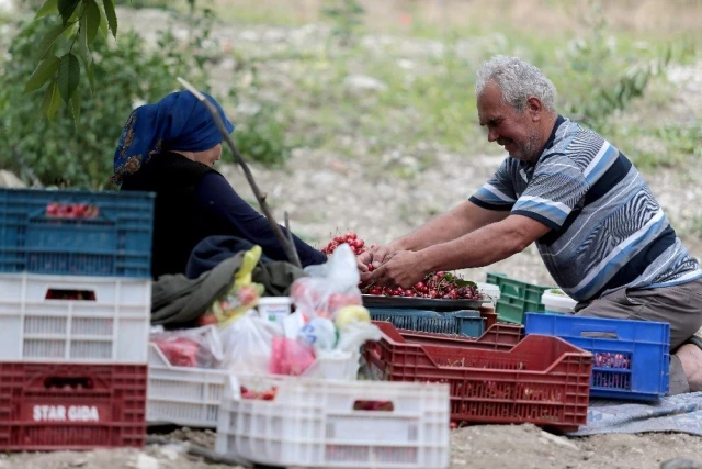 Türkiye'nin en kaliteli kirazını yetiştiriyorlar, tek şikayetleri para kazanamamak