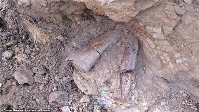 İnşaat Kazısında Milyonlarca Yıllık Dinozor Kemikleri Bulundu
