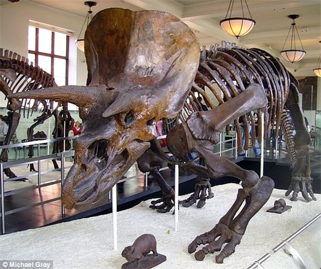 İnşaat Kazısında Milyonlarca Yıllık Dinozor Kemikleri Bulundu