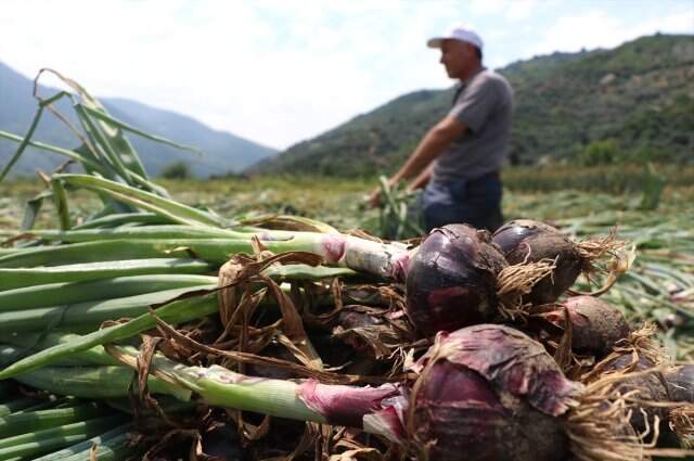 Erdek'te üretilen balık soğanına Avrupa ve Orta Doğu ülkelerinden talep geldi Erdek'te üretilen balık soğanına Avrupa ve Orta Doğu ülkelerinden talep geldi