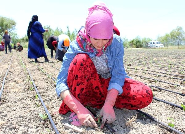 Uçak krizini fırsata çeviren kadın girişimci, yetiştirdiği şeker otunun kilosunu 100 dolardan ihraç ediyor
