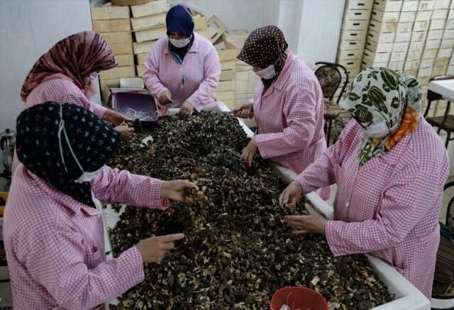 Kuzu göbeği mantarının kilogramı 250 euroya ihraç ediliyor Kuzu göbeği mantarının kilogramı 250 euroya ihraç ediliyor