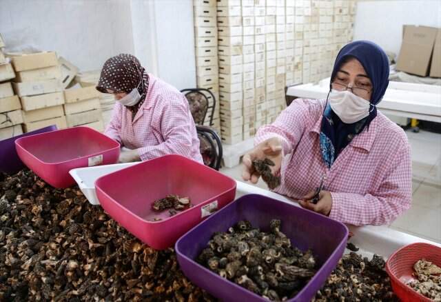 Kuzu göbeği mantarının kilogramı 250 euroya ihraç ediliyor Kuzu göbeği mantarının kilogramı 250 euroya ihraç ediliyor