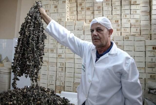 Kuzu göbeği mantarının kilogramı 250 euroya ihraç ediliyor Kuzu göbeği mantarının kilogramı 250 euroya ihraç ediliyor