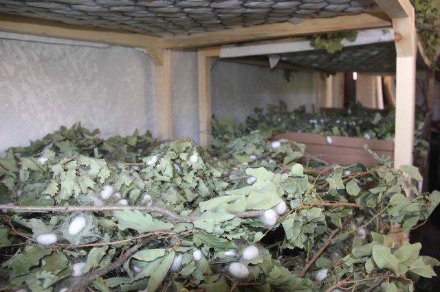 Evinin boş odasında ipekböceği yetiştirdi, 42 günde 3 bin 500 TL kazandı