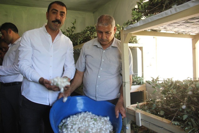Evinin boş odasında ipekböceği yetiştirdi, 42 günde 3 bin 500 TL kazandı