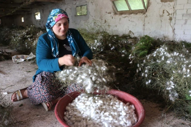 Bolu'da ipekböceği yetiştiren köylüler 45 günde 20 bin lira kazanıyorlar