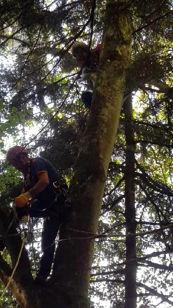 Ağaçta mahsur kalan paraşütçüyü AFAD ekipleri kurtardı